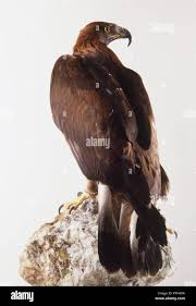 Attēlu rezultāti vaicājumam “Aquila chrysaetos”