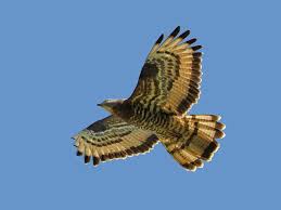 Attēlu rezultāti vaicājumam “Pernis apivorus”