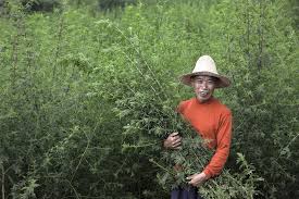 Image result for Artemisia annua