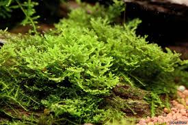 Attēlu rezultāti vaicājumam “Riccardia incurvata”