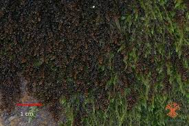 Attēlu rezultāti vaicājumam “Frullania dilatata”