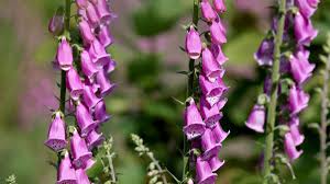 Image result for Fingerhut rot