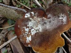 Attēlu rezultāti vaicājumam “Hypocrea pulvinata”