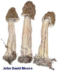 Attēlu rezultāti vaicājumam “Morchella esculenta”