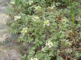 Image result for Rorippa nasturtium-aquaticum