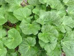 Attēlu rezultāti vaicājumam “Alcea rosea leaf”