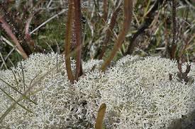 Attēlu rezultāti vaicājumam “Cladonia mitis”