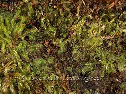 Attēlu rezultāti vaicājumam “Plagiochila porelloides”