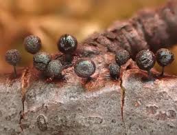 Attēlu rezultāti vaicājumam “Lamproderma gulielmae macro”