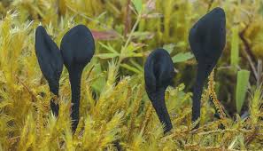 Attēlu rezultāti vaicājumam “Geoglossum sp.”