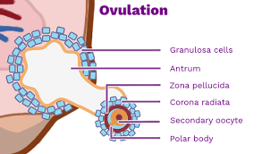 Attēlu rezultāti vaicājumam “Leiocolea rutheana cells”