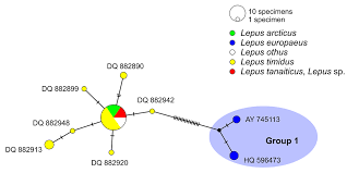 Attēlu rezultāti vaicājumam “Lepus sp.”