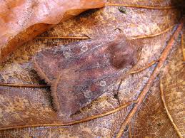 Attēlu rezultāti vaicājumam “Cerastis leucographa”