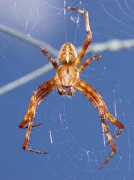 Attēlu rezultāti vaicājumam “Araneus diadematus”