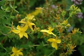 Attēlu rezultāti vaicājumam “Hypericum maculatum”