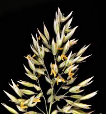 Attēlu rezultāti vaicājumam “Holcus lanatus”