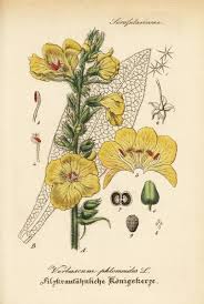 Image result for Verbascum phlomoides
