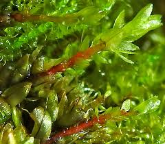 Attēlu rezultāti vaicājumam “Octospora splachnophila”