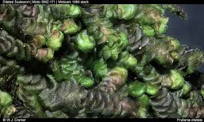 Attēlu rezultāti vaicājumam “Frullania dilatata”