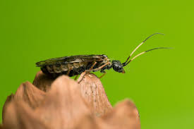 Attēlu rezultāti vaicājumam “Pamphiliidae”