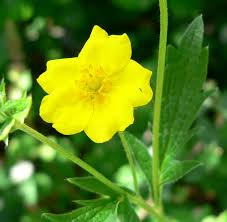 Attēlu rezultāti vaicājumam “Potentilla”