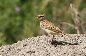 Image result for Anthus campestris