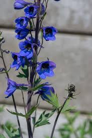 Attēlu rezultāti vaicājumam “Delphinium elatum  bud”