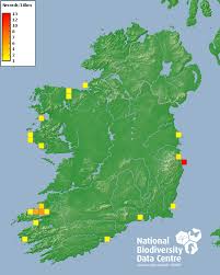 Image result for Bathyraja brachyurops