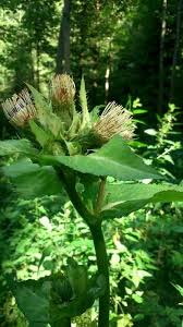 Attēlu rezultāti vaicājumam “Cirsium oleraceum flower”