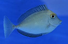 Image result for Naso unicornis