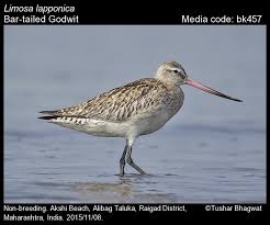 Attēlu rezultāti vaicājumam “Limosa lapponica adult”