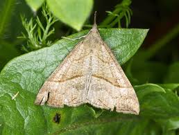 Attēlu rezultāti vaicājumam “Hypena proboscidalis”
