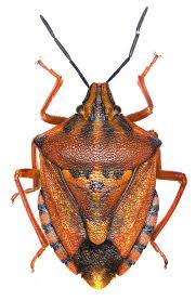 Attēlu rezultāti vaicājumam “Carpocoris sp. nymph”