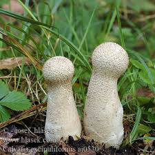 Attēlu rezultāti vaicājumam “Calvatia excipuliformis”