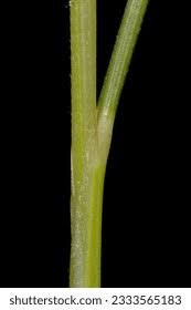 Attēlu rezultāti vaicājumam “Nardus stricta leaf”