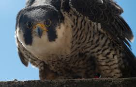 Image result for Ukc Falcons