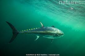 Image result for Thunnus thynnus