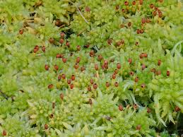 Attēlu rezultāti vaicājumam “Sphagnum palustre”