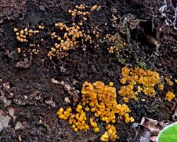 Attēlu rezultāti vaicājumam “Hemitrichia sordivesiculosa spores”