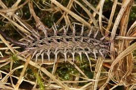 Attēlu rezultāti vaicājumam “Argynnis laodice”