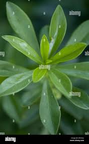 Attēlu rezultāti vaicājumam “Daphne mezereum leaf”