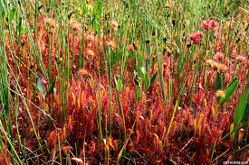 Attēlu rezultāti vaicājumam “Drosera anglica flower”