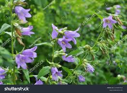 Attēlu rezultāti vaicājumam “Campanula bononiensis”