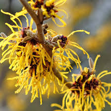 Attēlu rezultāti vaicājumam “Hamamelis virginiana leaf”