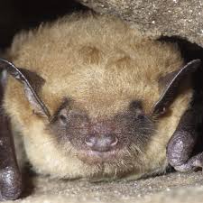 Attēlu rezultāti vaicājumam “Myotis sp.”