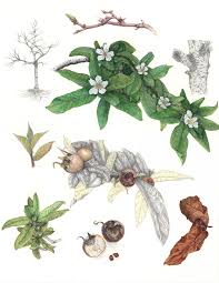 Attēlu rezultāti vaicājumam “Mespilus germanica”