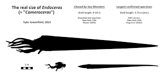 Attēlu rezultāti vaicājumam “Endoceras”