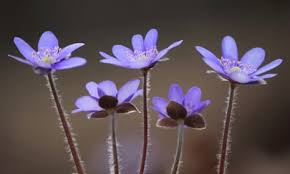 Attēlu rezultāti vaicājumam “Hepatica nobilis flower”