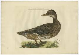 Attēlu rezultāti vaicājumam “Anas strepera female”