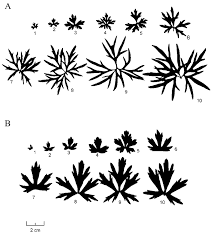 Attēlu rezultāti vaicājumam “Ranunculus acris leaf”